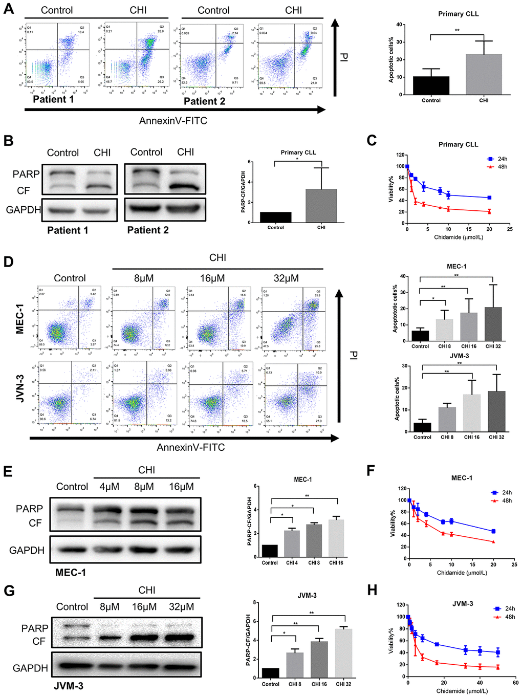 Chidamide has cytostatic and cytotoxic effects on CLL cells. (A) Flow cytometry using Annexin V–FITC/PI staining for cell apoptosis analysis. Primary CLL cells were incubated with 4μmol/L chidamide for 24 hours. Representative data shown are from 9 patients and three independent experiments of MEC-1, JVM-3 respectively. The bar graphs showed the percentage of apoptotic cells. (B) Immunoblotting analysis of poly (ADP-ribose) polymerase (PARP) in primary CLL cells after chidamide (CHI, 4μmol/L) treatment for 24 hours. Shown are 3 representative blots from the samples of 6 patients. The bar graph represents the relative PARP cleavage/GAPDH ratio measured by immunoblotting. (C) CCK8 assay for detecting metabolically active cells. Primary CLL cells were incubated with different concentrations of chidamide for 24 and 48 hours. Viability of cells compared with the corresponding controls was shown from three independent experiments respectively. (D) Cell apoptosis assay as described in (A). MEC-1, JVM-3 cell lines were incubated with indicated concentrations of chidamide for 24 and 48 hours. (E, G) Immunoblotting analysis of PARP as described in (B). MEC-1 and JVM-3 cell lines were incubated with indicated concentrations of chidamide for 24 hours. (F, H) CCK8 assay as described in (C). MEC-1, JVM-3 cell lines were incubated with different concentrations of chidamide for 24 and 48 hours.