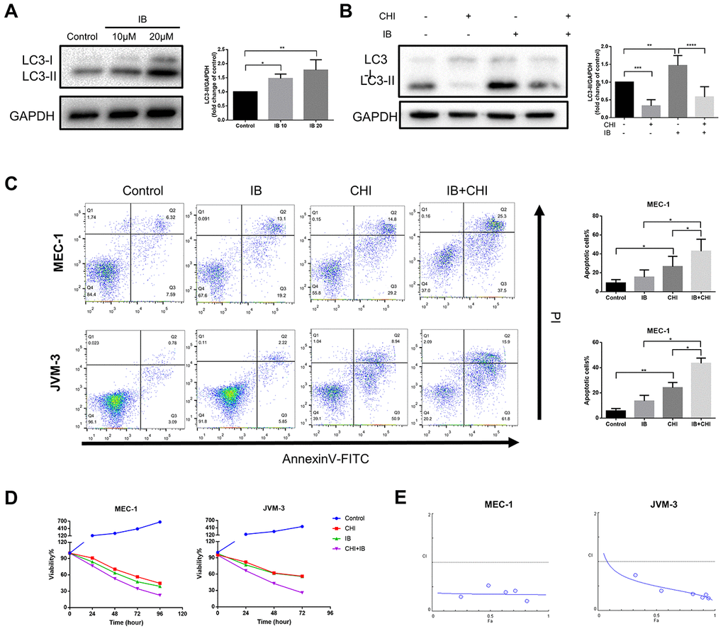 Chidamide and Ibrutinib have synergistic effect on CLL cells. (A) Immunoblotting analysis of LC3 in MEC-1 cell line cells after ibrutinib (IB, indicated concentrations) treatment for 48 hours. Representative data shown are from three independent experiments. The bar graph represents the relative PARP cleavage/GAPDH ratio measured by immunoblotting. (B) CCK8 assay for detecting metabolically active cells. MEC-1 and JVM-3 cell lines were incubated with indicated regimens (10μmol/L Ibrutinib, 20μmol/L chidamide alone or in combination) for 24 hours. Viability of cells compared with the corresponding controls was shown from three independent experiments. (C) Flow cytometry using Annexin V–FITC/PI staining for cell death analysis as mentioned before. MEC-1 and JVM-3 cell lines were incubated with indicated regimens (10μmol/L Ibrutinib, 20μmol/L chidamide alone or in combination) for 24 hours. The bar graphs showed the percentage of apoptotic cells. (D) Combination analyses were performed following the median-effect method 37. MEC-1 and JVM-3 cell lines were exposed to chidamide and Ibrutinib whose concentration were in a constant ratio of 2:1 simultaneously for 24 hours. The concentrations of chidamide used for these experiments were (in μmol/l) 1/2/10/20/40/50 while those of ibrutinib were (in μmol/l) 0.5/1/5/10/20/25 (shown as blue dots, and increasing from left to right along the x axis). CIs for different levels of growth inhibition (fraction affected) were calculated using the CompuSyn software. Details of CI and DRI values shown in Table 1. (E) Immunoblotting analysis of LC3 in MEC-1 cell line cells after ibrutinib (IB, 10μmol/L) treatment for 24 hours in the presence or absence of chidamide (CHI, 20μmol/L). The bar graph represents the relative expression level of LC3-II with respect to the control group.