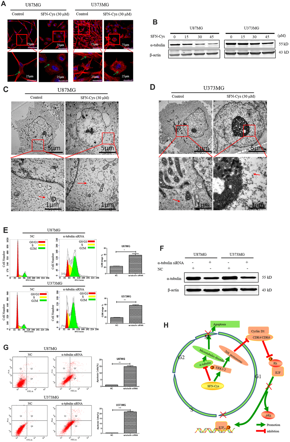 The cell cycle was arrested in G2/M phase and apoptosis rate was significantly increased with the knockdown of α-tubulin; A possible signaling map was made for SFN-Cys-induced cell cycle arrest and apoptosis in human GBM cells. (A) Immunofluorescence staining of α-tubulin showed the changes of microtubule morphology after treatment with or without SFN-Cys (30 μM) in U87MG/U373MG cells. Green arrows point to microtubules. (B) The expression of α-tubulin was detected by Western blot in U87MG and U373MG cells treated with or without SFN-Cys for 24 h. (C, D) The microtubules were observed via TEM in U87MG/U373MG cells treated with or without SFN-Cys (30 μM) for 24 h. Red arrows point to microtubules. (E, G) Both U87MG and U373MG cells were treated with α-tubulin siRNA for 72 h, and then the cell cycle and apoptosis rate were detected via flow cytometry. (F) The expression of α-tubulin was detected via Western blot after the intervention of α-tubulin siRNA for 72 h. (H) The possible signaling map for SFN-Cys-induced cell cycle arrest and apoptosis in human GBM cells.