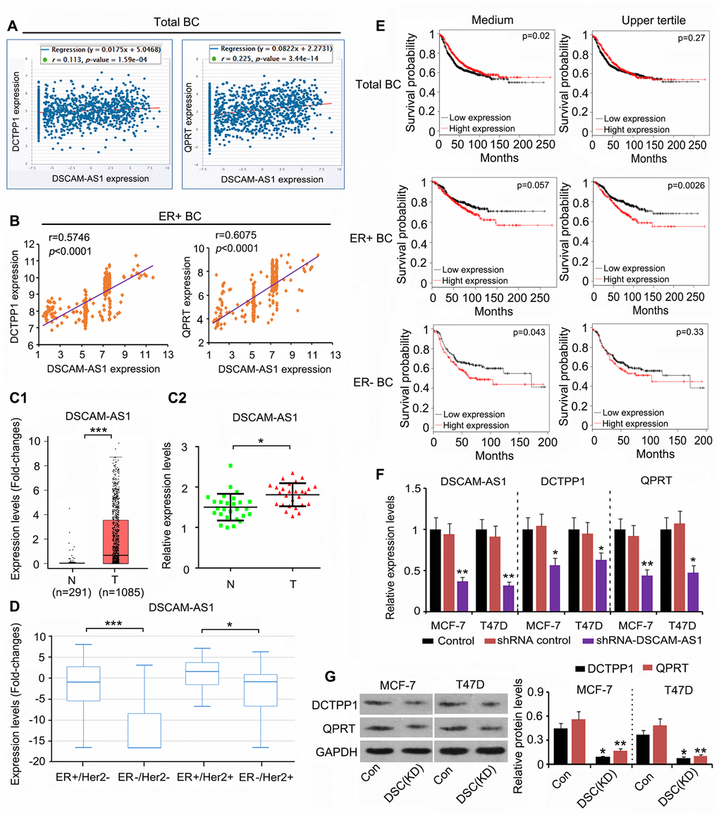 DSCAM-AS1 positively regulates DCTPP1 and QPRT expression in ER-positive BC cells. (A) According to Starbase web (https://web.archive.org/web/20110201054358/http://starbase.sysu.edu.cn/clipSeq.php), DSCAM-AS1 expression was positively correlated with both DCTPP1 (P=1.59×10-4) and QPRT (P=3.44×10-14) expression in BC. (B) Remarkably, the correlation coefficient is higher in ER-positive BC (data from GSE6532 dataset) than in the total BC. DSCAM-AS1 was also up-regulated in BC tissues according to the TCGA database (C1) and our PCR results (C2). (D) Data in TCGA database further showed that DSCAM-AS1 expression was higher in ER-positive BC than that in ER-negative BC. (E) As indicated by TCGA database, higher DSCAM-AS1 expression was associated with better prognosis in patients with BC. However, up-regulated DSCAM-AS1 was conversely associated with a poor prognosis in both ER-positive and ER-negative BC patients. Notably, high expression of DSCAM-AS1 was correlated with very poor prognosis when BC-positive patients were divided by the upper quartile value of the DSCAM-AS1 expression, and not the medium value. (F) PCR assay was performed to detect DSCAM-AS1, DCTPP1 and QPRT expression after DSCAM-AS1 knockdown. (G) Western blot was performed to detect DCTPP1 and QPRT protein levels after DSCAM-AS1 knockdown. B1-B2: *PPE, F) *PP