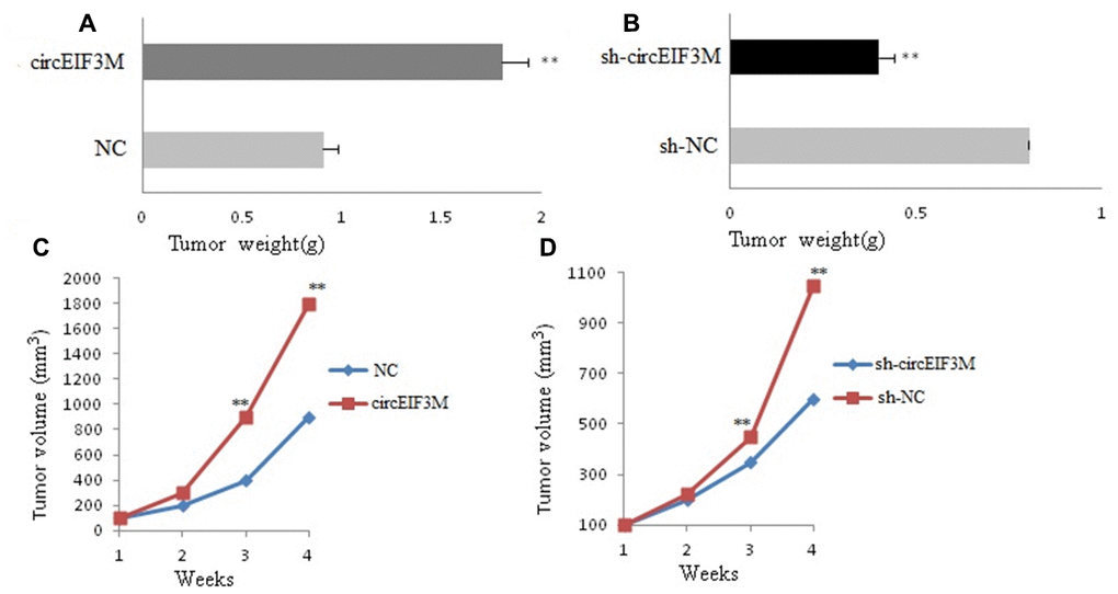 CircAGFG1 facilitates tumorigenesis of TNBC cells in vivo. (A and B) Tumor weight was shown. (C and D) Growth curves of xenograft tumors which were measured once a week. Data were indicated as mean ± SD, **P 