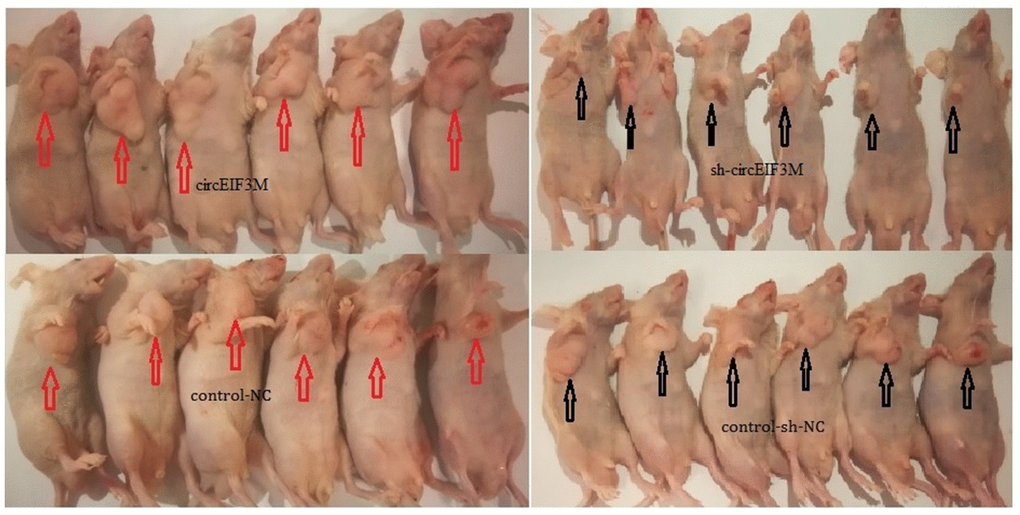 Pictures of subcutaneous tumors were displayed. The female nude mice were randomly divided into four groups: circEIF3M, sh-circEIF3M, control-NC and control-sh-NC (each group n=6).