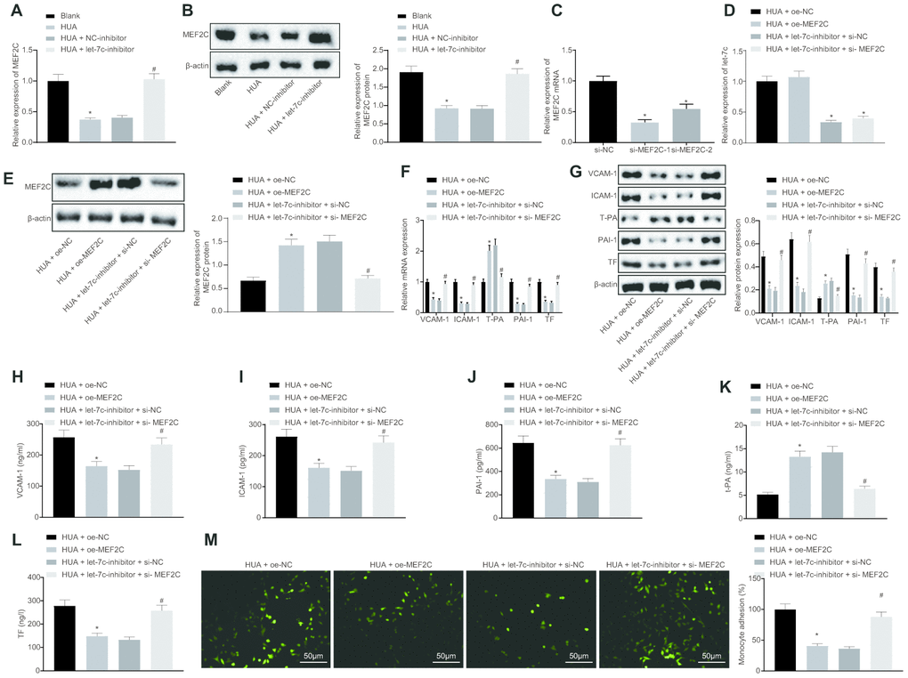 The expression of thrombus-related factors and the adhesion of monocytes and platelets to HUVECs are promoted by HUA via let-7c-downregulated MEF2C. (A) RT-qPCR analysis of MEF2C expression in HUVECs after treatment with HUA. (B) western blot analysis of MEF2C protein expression in HUVECs. (C) si-MEF2C-1 and si-MEF2C-2 detected by RT-qPCR normalized to GAPDH. HUA-treated HUVECs were transfected with oe-NC, oe-MEF2C, let-7c-inhibitor + si-NC or let-7c-inhibitor + si-MEF2C. (D) Let-7c expression in HUVECs detected by RT-qPCR normalized to U6. (E) Protein expression of MEF2C in HUVECs detected by western blot analysis normalized to β-actin. (F) VCAM-1, ICAM-1, PAI-1, TF and T-PA expression in HUVECs determined by RT-qPCR normalized to GAPDH. (G) VCAM-1, ICAM-1, PAI-1, TF and T-PA expression in HUVECs determined by western blot analysis normalized to β-actin. (H) VCAM-1 level in HUVECs determined by ELISA. (I) ICAM-1 level in HUVECs determined by ELISA. (J) PAI-1 level in HUVECs determined by ELISA. (K) TF level in HUVECs determined by ELISA. (L) T-PA level in HUVECs determined by ELISA. (M) Adhesion of monocytes to HUVECs (× 200). * p vs. HUA HUVECs transfected with oe-NC. # p vs. HUA HUVECs transfected with let-7c-inhibitor + si-NC. The measurement data were shown as mean ± standard deviation and compared by one-way analysis of variance, followed by Tukey's post hoc test. The cell experiment was repeated three times independently.