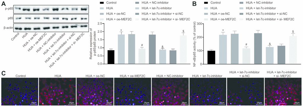 HUA contributes to activation of the NF-κB pathway by repressing let-7c-targeted MEF2C. Normal HUVECs were used as controls, and HUA-treated HUVECs were transfected or not transfected with oe-NC, oe-MEF2C, NC-inhibitor, let-7c-inhibitor, let-7c-inhibitor + si-NC, or let-7c-inhibitor + si-MEF2C. (A) p65 and phosphorylated p65 expression in HUVECs detected by western blot analysis normalized to β-actin. (B) NF-κB DNA activity in HUVECs detected by ELISA. (C) Phosphorylated p65 expression in HUVECs detected by immunofluorescence (× 400). * p vs. control HUVECs. # p vs. HUA HUVECs transfected with oe-NC. & p vs. HUA HUVECs transfected with NC-inhibitor. $ p vs. HUA HUVECs transfected with let-7c-inhibitor + si-NC. The measurement data were shown as mean ± standard deviation and compared by one-way analysis of variance, followed by Tukey's post hoc test. The cell experiment was repeated three times independently.