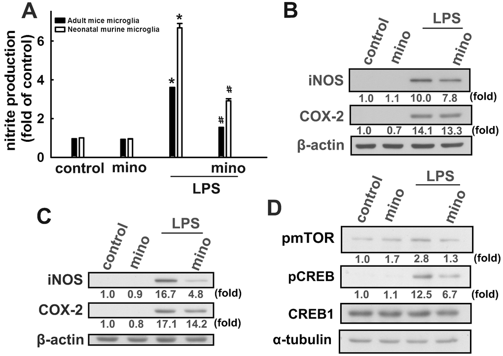 Inhibitory effects of minocycline on inflammatory responses in microglial cells. (A) Adult mice (IMG) and neonatal murine (BV-2) microglia were pretreated with minocycline (20 μM) for 30 min before stimulation with LPS (100 ng·mL−1) for 24 h. The cell culture medium was then harvested to determine the nitrite content by the Griess reaction. IMG (B) and BV-2 (C) microglia were pretreated with minocycline (20 μM) for 30 min before stimulation with LPS (100 ng·mL−1) for 24 h. Whole-cell lysates were subjected to western blot analysis for iNOS and COX-2 expression. (D) Cells were pretreated with minocycline (20 μM) for 30 min before stimulation with LPS (100 ng·mL−1) for 90 min. Whole-cell lysate proteins were subjected to western blot analysis using antibodies against phospho-mTOR or phospho-CREB. Similar results were obtained from at least three independent experiments. * p p 