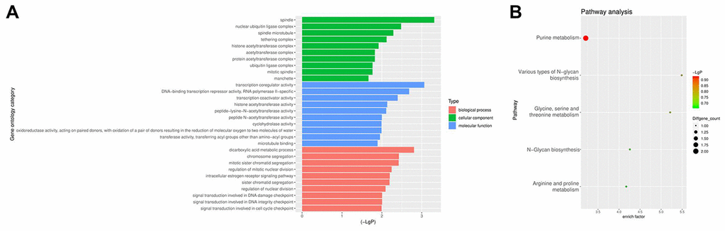 GO and KEGG analyses of DEcircRNAs. (A) GO enrichment analysis of the parental genes of DEcircRNAs. (B) KEGG pathway analysis of the parental genes of DEcircRNAs.