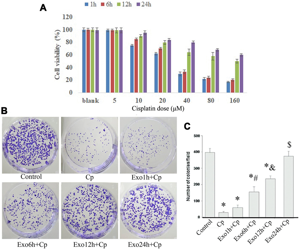 Cell viability and colony formation detection. (A) After NRK co-cultured with exosomes and Cp, the percentage of cell viability was measured by MTT assay; *, p B) and (C) The changes of colony number were measured by colony formation assay. *, p 