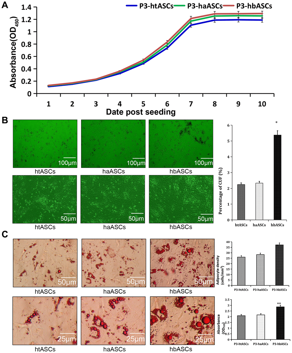 Different proliferation and differentiation abilities of haASCs, htASCs and hbASCs in vitro. (A) Cell proliferation as assessed by a CCK-8 assay. The proliferation rate and growth capacity of htASCs were similar to those of haASCs or hbASCs, but there was no significant difference in cell doubling time among htASCs, haASCs, and hbASCs. (B) Colony formation assays. Cells within the colonies exhibited long-spindle, short-spindle, short-round, or long-narrow morphology. After 14 days, colony forming units (CFUs) were significantly higher for hbASCs than for htASCs or haASCs (P C) Adipogenic differentiation assay of htASCs, haASCs, and hbASCs in vitro. Adipocyte density and lipid concentration were significantly different between hbASCs and the other two ASC types. *P