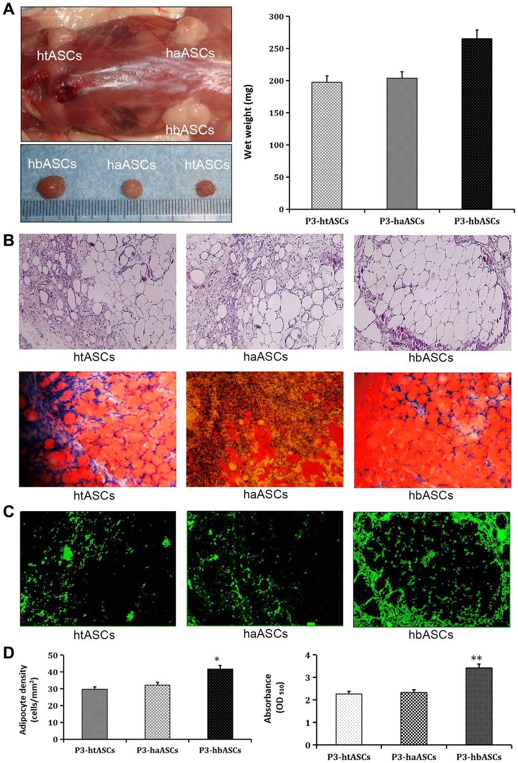 Different proliferation and differentiation abilities of haASCs, htASCs and hbASCs in vivo. (A) Regenerative adipose tissue macroscopic findings. Wet weights of regenerative adipose tissue in htASCs, haASCs, and hbASCs. *PB) H&E staining of the regenerative tissue after 12 weeks. The transplants derived from the three ASC types consisted predominantly of mature adipose tissue. Magnification, 100×. (C) GFP staining of the regenerative tissue after 12 weeks. In contrast to htASC or haASC tissue, GFP+ hbASC tissue contained larger Oil Red O-positive lipid droplets in the cytoplasm. GFP+ cells were detected in regenerative mature adipose tissue, indicating that these mature adipocytes had differentiated from GFP-labeled ASCs. Magnification, 100×. (D) Quantitative measurement of adipogenesis ability. Adipocyte density and intracellular lipid content were higher in hbASC tissue than in htASC or haASC tissue. *P 