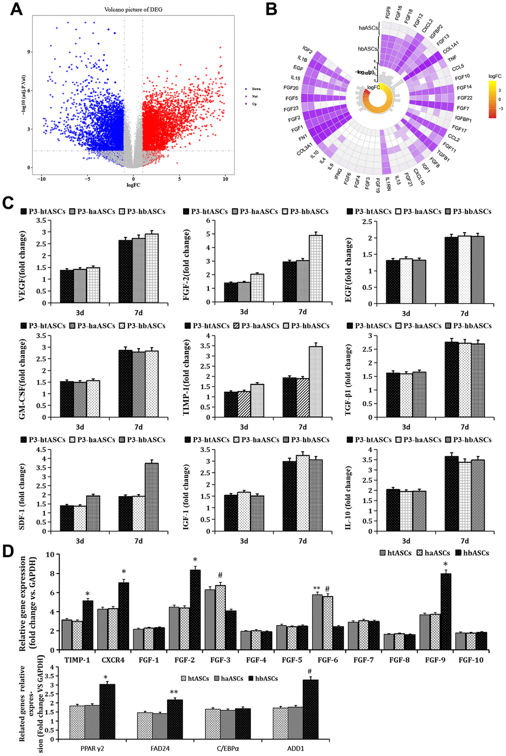 Genes differentially expressed between haASCs and hbASCs. (A) Volcano map. Red means up-regulated genes; blue means down-regulated genes. (B) Circplot associated with paracrine genes of ASCs. (C) ELISA of paracrine factors produced by htASCs, haASCs, and hbASCs in vitro. Higher levels of FGF2, TIMP-1, and SDF-1 were secreted by hbASCs than by htASCs or haASCs at 3 and 7 d. *PD) Differences in expression of genes related to paracrine function and adipogenesis across the three types of transplants. The hbASC tissue showed up-regulation of TIMP-1, CXCR4, FGF2, FGF9, PPAγ2, FAD24 and ADD1, but down-regulation of FGF3 and FGF6 relative to htASC and haASC tissue. C/EBPα expression was similar between htASC and haASC tissue. *P 