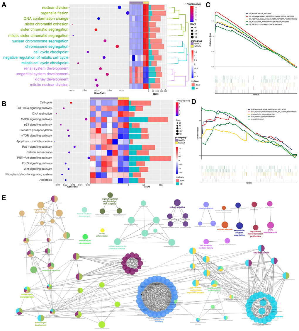 Analysis of enrichment in biological processes and KEGG pathways. (A) Biological process enrichment. (B) KEGG pathway enrichment. (C) GSEA of biological processes. (D) GSEA of KEGG pathways. (E) ClueGO analysis of biological processes.