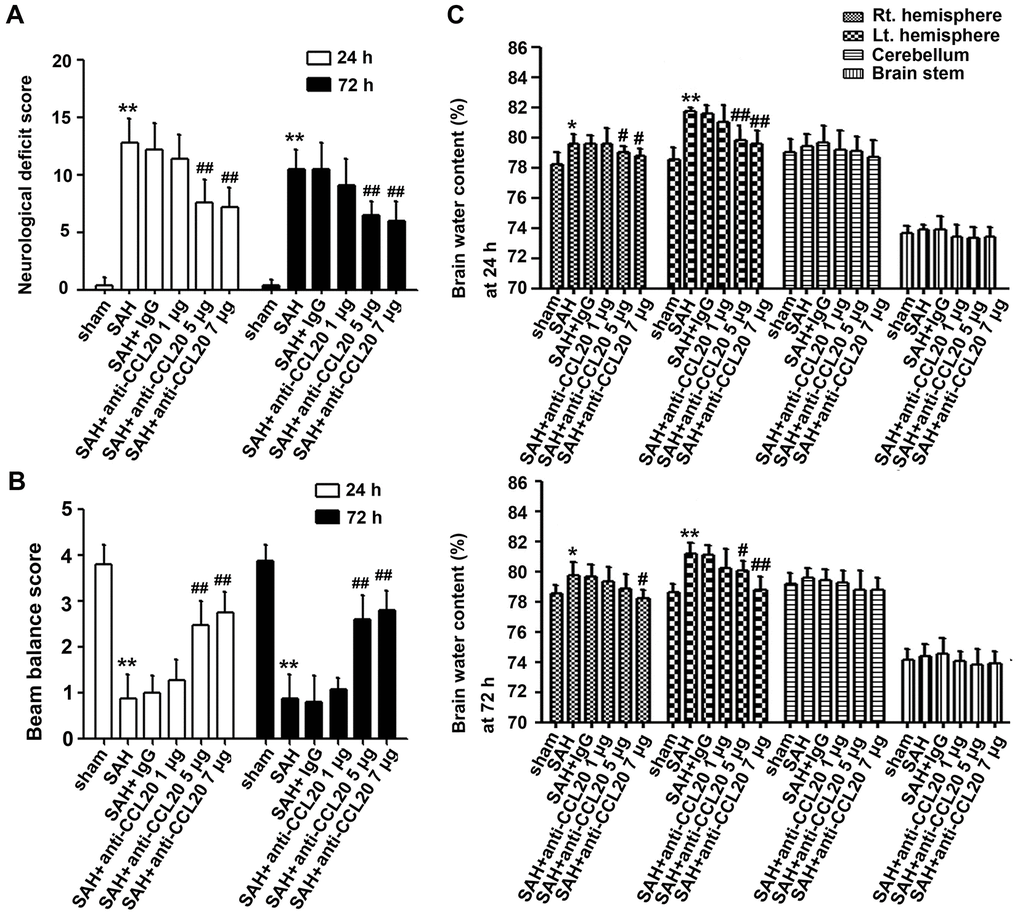 The effects of CCL20 on neurological deficits and brain edema after SAH. Various doses of CCL20-neutralizing antibody (1 μg/4 μl, 5 μg/4 μl and 7 μg/4 μl) or an equal volume IgG were administered into the brains of mice before SAH. Neurological deficits (A) (n = 15 per group), beam balance tests (B) (n = 15 per group) and brain edema (C) (n = 5 per group) were determined at 24 h and 72 h after SAH. Data were presented as mean ± SD. *P P vs. the sham group. #P ##P vs. the SAH+IgG group.