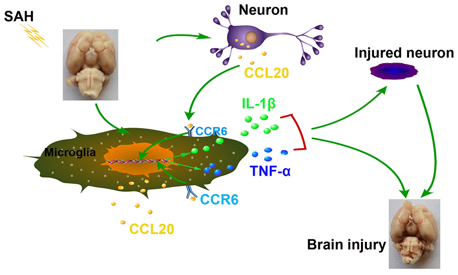 Schematic summary of the role and mechanism of the CCL20/CCR6 axis in EBI after SAH. The CCL20/CCR6 axis induced microglial activation and pro-inflammatory mediator release, thereby increasing neuronal apoptosis in SAH.