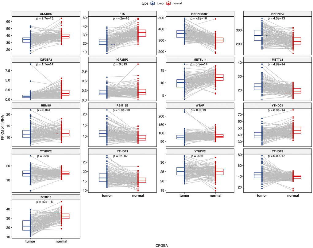 The mRNA expression of m6A methylation regulators in paired normal and primary prostate cancer samples.