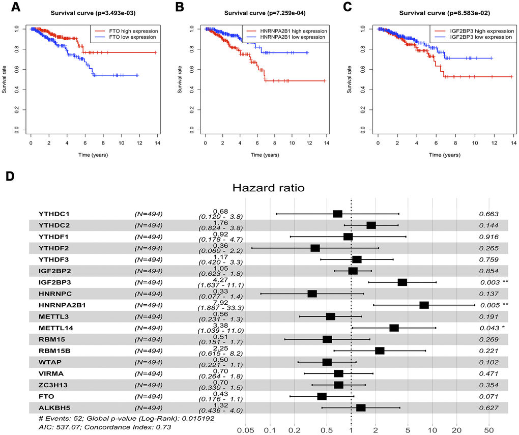 Survival analysis of expression of m6A methylation regulators. (A–C) Univariable cox regression analysis of there m6a methylation regulators with the significant p-value. (D) Multivariable cox regression analysis of all m6a methylation regulators.