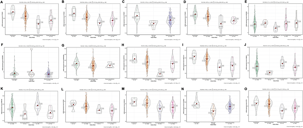 Association between mRNA expression and different CNV patterns of m6A methylation regulators. (A) YTHDC1; (B) YTHDC2; (C) YTHDF1; (D) YTHDF3; (E) IGF2BP2; (F) IGF2BP3; (G) HNRNPA2B1; (H) METTL3; (I) METTL14; (J) RBM15; (K) RBM15B; (L) WTAP; (M) ZC3H13; (N) ALKBH5; (O) FTO. Amplification: low-level amplification and high-level amplification. CNV loss: homozygous deletion and single-copy deletion.