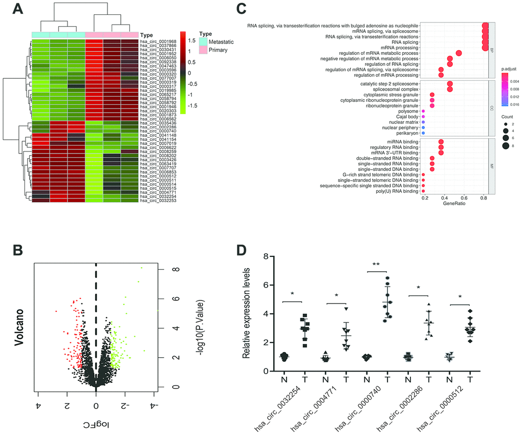 Screening of ccRCC-related circRNAs in GSE137836 dataset. (A, B) Hierarchical clustering analysis and volcano plots of significantly differentially expressed circRNAs in ccRCC tissues from the GSE137836 dataset. (C) GO enrichment analysis for dysregulated circRNAs gene symbols. (D) 5 upregulated circRNAs in 8 paired ccRCC tissues was determined by using RT-qPCR. *pp