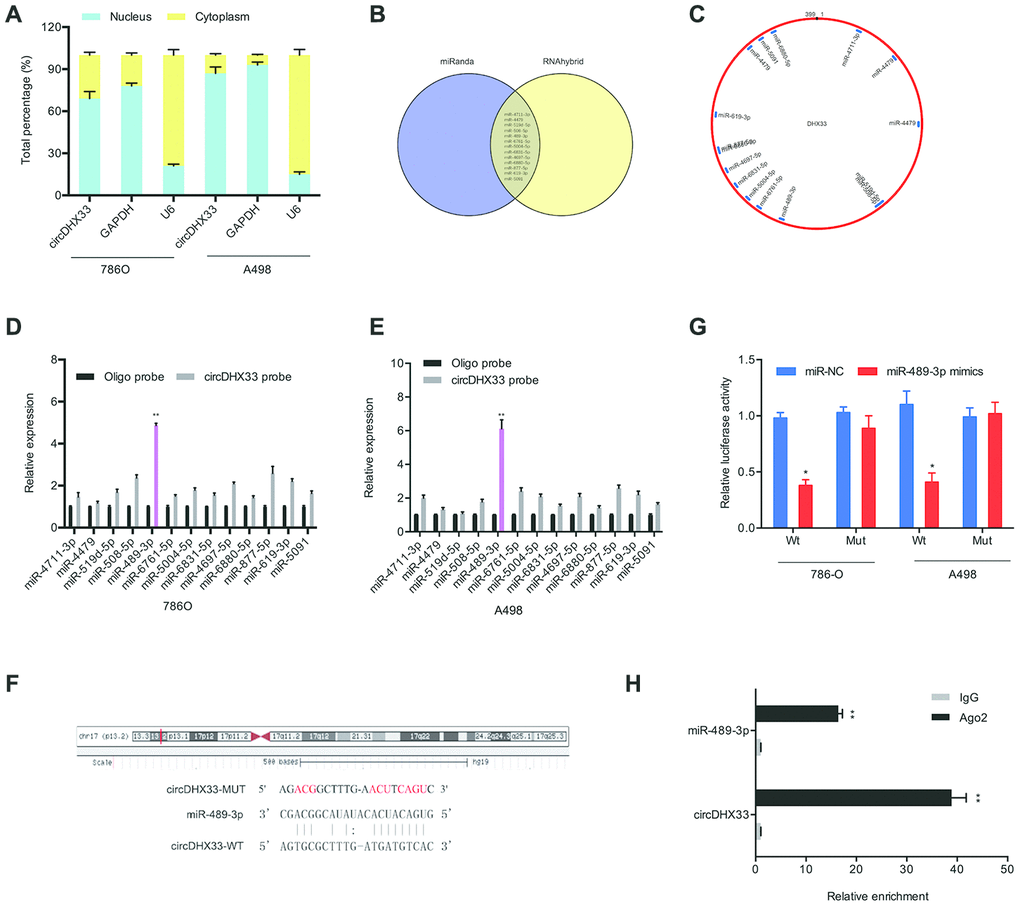 circDHX33 targeted miR-489-3p as a miRNA sponge. (A) circDHX33 distribution was explored by subcellular fractionation assay. (B, C) Target miRNAs of circDHX33 was predicted by miRanda and RNAhybrid. (D, E) The relative levels of miRNA candidates in 786O and A498 cells lysates were detected by pull-down assay. (F) MiR-489-3p had the complementary sites with the circDHX33. (G) MiR-489-3p mimics reduced the luciferase activity of the circDHX33-WT group. (H) The correlation between circDHX33 and miR-489-3p was confirmed by RIP assay. *pp