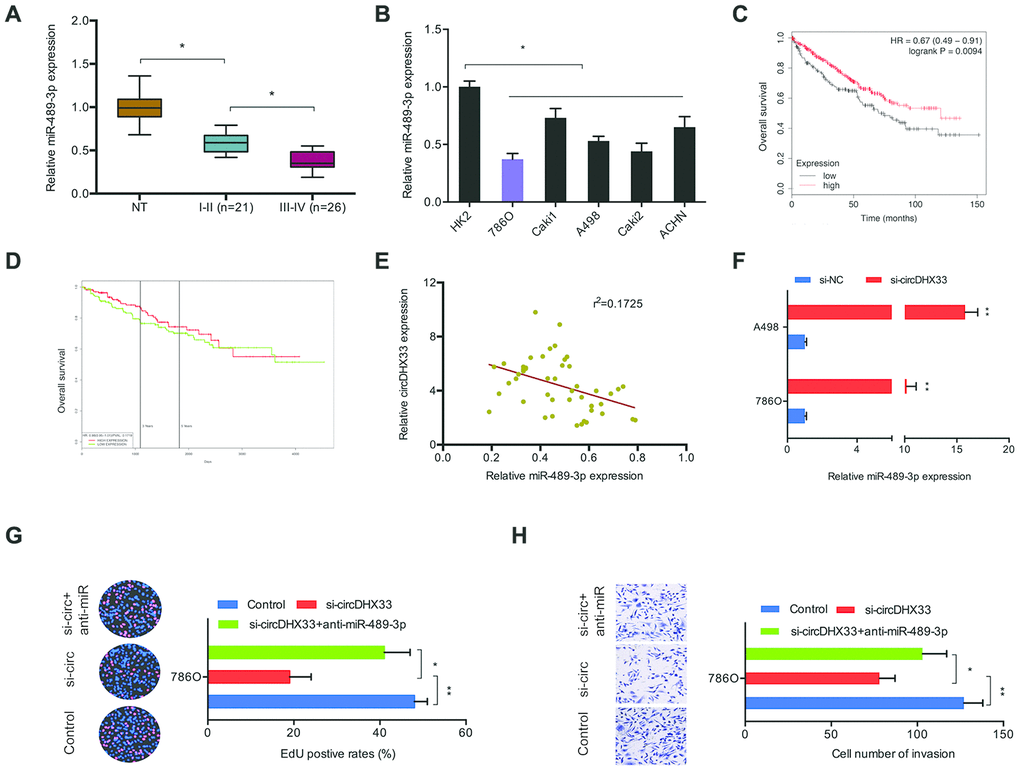 circDHX33/miR-489-3p axis in ccRCC. (A, B) The level of miR-489-3p in ccRCC tissues and cell lines was estimated with RT-qPCR. (C, D) Low miR-489-3p levels correlated with poor overall survival rate in patients. (E) circDHX33 expression was negatively correlated with miR-489-3p expression in ccRCC tissues. (F) circDHX33 negatively regulated expression of miR-489-3p in 786O and A498 cells. (G, H) miR-489-3p suppression abolished the effects of circDHX33 inhibition on 786O cells proliferation and invasion abilities. *pp