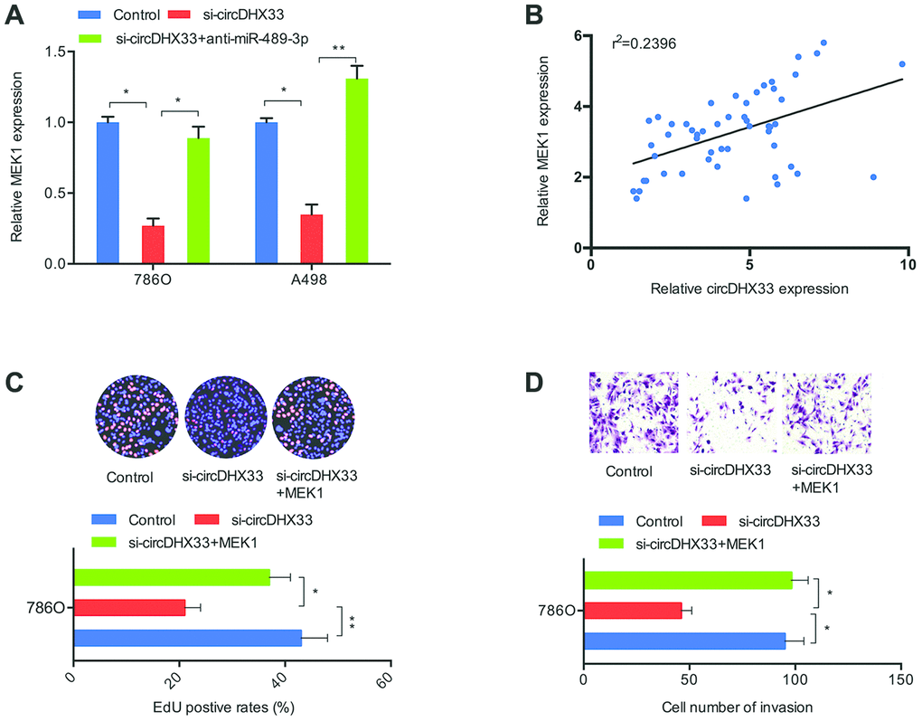 circDHX33/miR-489-3p/MEK1 axis in ccRCC. (A) MiR-489-3p suppression in 786O and A498 cells abolished the effects of circDHX33 inhibition on MEK1 expression. (B) circDHX33 expression was positively correlated with MEK1 expression in ccRCC tissues. (C, D) MEK1 overexpression abolished the effects of circDHX33 inhibition on 786O cells proliferation and invasion abilities. *pp