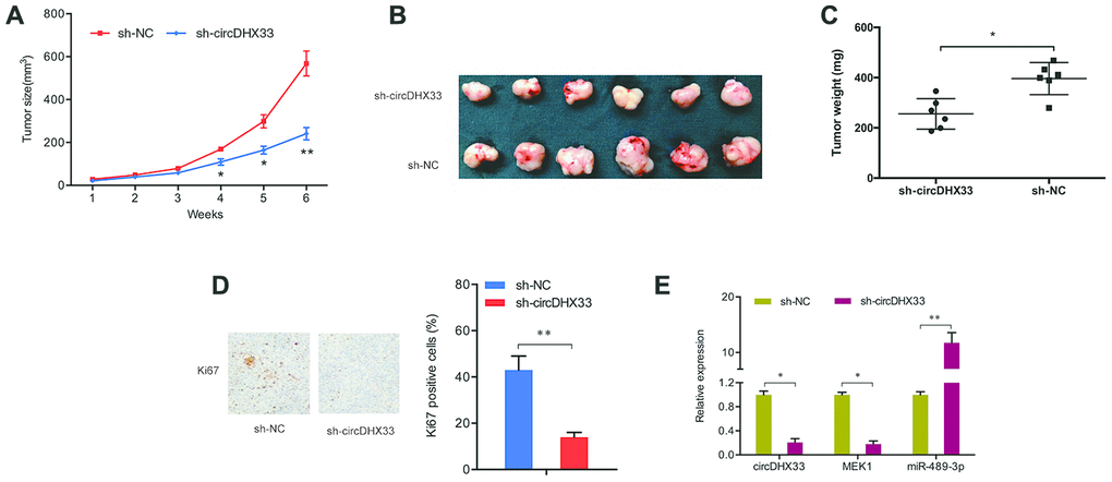 circDHX33 promoted tumor growth in vivo. (A–C) circDHX33 knockdown reduced tumor growth in vivo. (D) circDHX33 knockdown reduced Ki67 expression in mice tissues. (E) circDHX33 knockdown reduced MEK1 levels and increased miR-489-3p levels in mice tissues. *pp