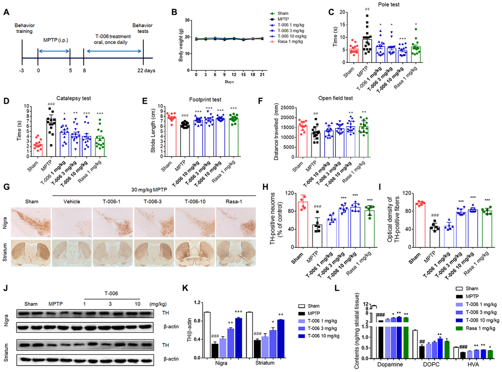 T-006 improves motor behavior, protects nigrostriatal neurons, and suppresses disease progression in mice subjected to MPTP. (A) Schedule for T-006 treatment of a chronic MPTP mice PD model. (B) The changes of body weight in different groups (n=14-16 per group). (C) Time spent on pole. (D) Time taken for the left forelimb to grip wire. (E) Distance between hind paws’ markings on white absorbing paper. (F) Distance travelled (cm) in open field. (G) Immunohistochemistry for TH in the substantia nigra (SN; upper panel) and striatum (ST; lower panel) of MPTP mice. (H) Stereological counting of TH-positive DA neurons from SN. (I) Relative density of TH-positive neuronal fibers in ST. (J) Representative Western blots illustrating the expression of TH in SN and ST. (K) Densitometric analysis of TH/β-actin of treatment with T-006 at the indicated concentrations in SN and ST. The results are shown as the mean±SEM (n=6-8 per group). (L) Striatal dopamine and its metabolites DOPAC and HVA were analyzed by electrochemical HPLC with 6 to 8 mice per group. Data are expressed as mean±SEM. #P##P###P*P**P***P