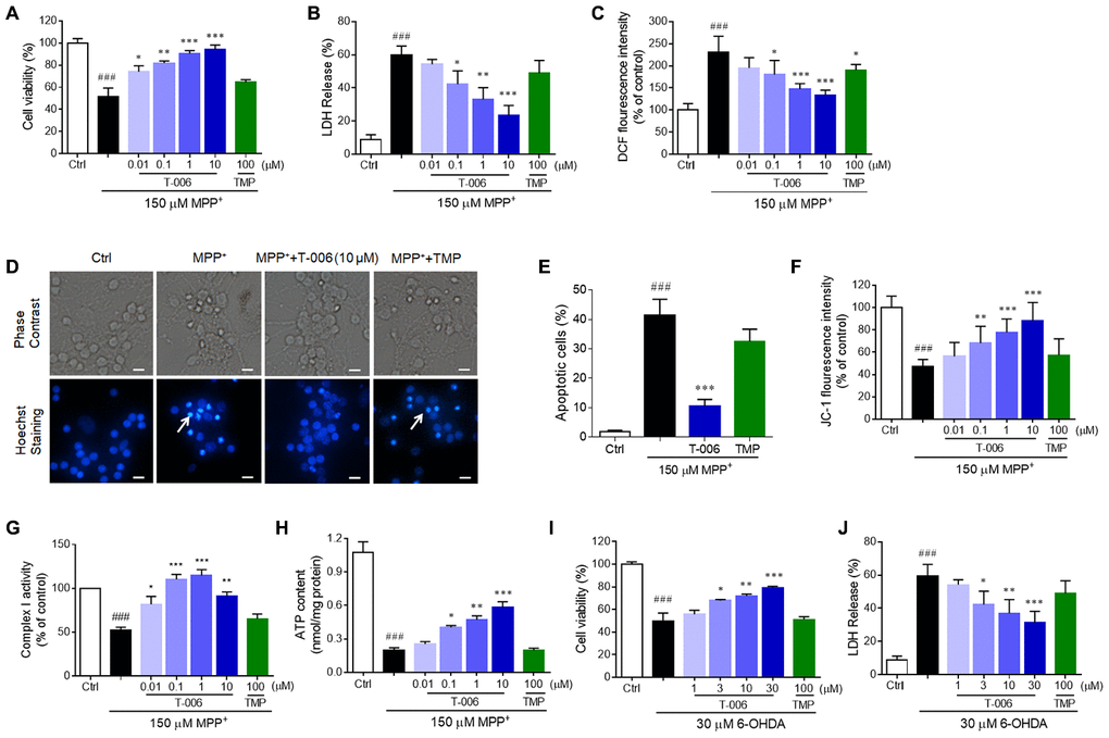 T-006 protects against neurotoxin-induced neurotoxicity in neurons. CGNs or corrected DA neurons were pretreated with T-006 at the indicated concentration for 2 hours followed by 150 μM MPP+ or 30 μM 6-OHDA treatment for 24 hours. (A, I) MTT assays to evaluate the cell viability. (B, J) Measurements of the LDH release. (C) ROS production assessed by DCF fluorescence intensity. (D) Hoechst staining to show the apoptotic cells. (E) Statistical analysis of the number of pykonitic nuclei of (D). (F) Mitochondrial membrane potential tested by JC-1 kit. (G) Complex I activity evaluation. (H) Intracellular ATP content measurement. Results are representative of three independent experiments as the mean±SEM. ###P*P**P***P+ or 6-OHDA group.