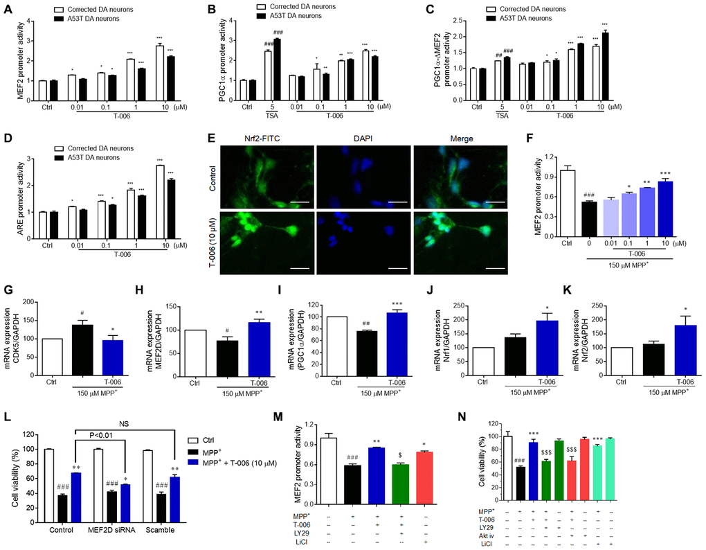 T-006 activates the MEF2/PGC1α/Nrf2 pathway through regulation of the Akt-GSK3β pathway. A53T and corrected DA neurons treated with T-006 and the positive drug at the indicated concentration for 24 hours. For MPP+-treatment assay, CGNs were pretreated with or without LY294002 (1 μM), Akt-iv (1 μM), or LiCl (10 μM) for 2 h, incubated with or without T-006 for 2 h, and finally exposed to MPP+. Cell viability was examined using an MTT assay. Luciferase reporter gene assays respectively included MEF2 (A), PGC1α (B), PGC1α-ΔMEF2 (C) and ARE (D). (E) Representative images of neurons co-stained with antibody against Nrf2 (green). DAPI (blue) indicates nucleus. (F) Luciferase reporter gene assays of MEF2 with MPP+ induction. (G–K) respectively represent the fold changes of CDK5, MEF2D, PGC1α, Nrf1 and Nrf2 at mRNA level. (L) Effect of MEF2D reduction on MPP+-induced neurotoxicity in CGNs. (M) Effects of Akt pathway inhibitor LY294002 and GSK3β inhibitor on MEF2 transcriptional activity. (N) Effects of Akt pathway inhibitors LY294002 and Akt-iv, and GSK3β inhibitor on MPP+-induced neurotoxicity in CGNs. Data above are all from three independent experiments, expressed as mean±SEM. #P##P###P*P**P***P+ group.