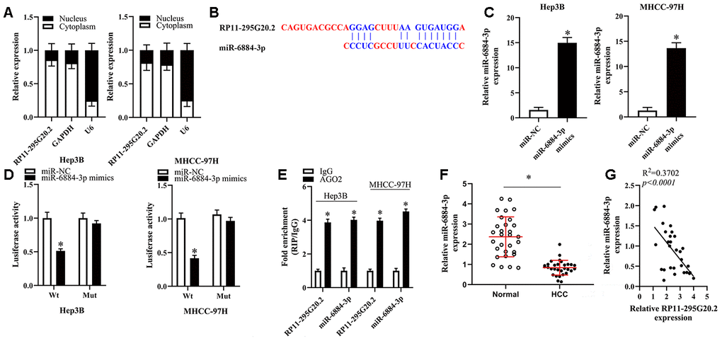 RP11-295G20.2 sponged miR-6884-3p in HCC cells. (A). RT-qPCR assays in nuclear and cytoplasmic RNA fractions detected the RP11-295G20.2 level in cytoplasm and nuclear. (B) The binding sites of miR-6884-3p on the RP11-295G20.2 using Starbase. (C) The expression level of miR-6884-3p was detected using RT-qPCR after transfecting miR-6884-3p mimics, *P D) The luciferase reporter assays were performed to measure the luciferase activities of RP11-295G20.2 in response to miR-6884-3p mimics, *P E) RIP followed by RT-qPCR to detect miR-455-3p and RP11-295G20.2 in HCC cells. (F) The expression of miR-6884-3p was measured in HCC tissues and normal tissues,*P G) The correlation of miR-6884-3p and RP11-295G20.2 expression in HCC tissues was negative.