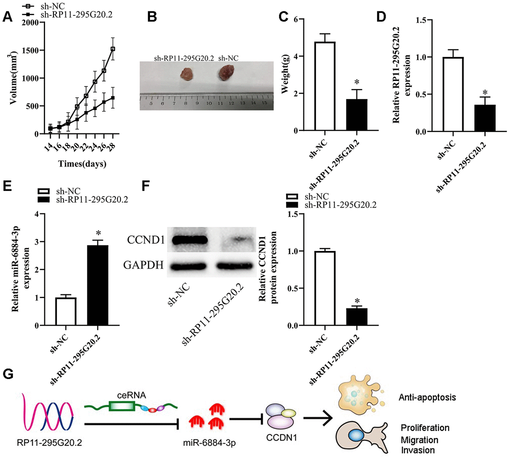 Knockdown of RP11-295G20.2 suppresses tumor growth in vivo. (A) Quantitative analysis of the average tumour volume derived from si-RP11-295G20.2–transfected or si-NC–transfected HCC cells,*P B) Representative images of tumours derived from the nude mice injected with si-RP11-295G20.2–transfected or si-NC–transfected HCC cells,*P C) Quantitative analysis of the average tumour weights derived from si-RP11-295G20.2–transfected or si-NC–transfected HCC cells,*P D, E) The relative expression of RP11-295G20.2, miR-6884-3p, and CCNB1 were detected using RT-qPCR (D, E) and western blot (F), *P G) The mechanism hypothesis of RP11-295G20.2/miR-6884-3p/CCNB1 pathway in HCC.