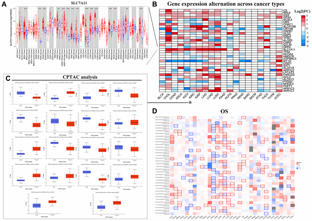 Pan-cancer mRNA and protein expression of FRGs. (A) Box plots show SLC7A11 mRNA expression in tumor (red) and normal (blue) tissue samples corresponding to 33 cancer types. Note: **PB) Alterations in the expression of 36 FRGs in 20 different cancer types are shown with the color code bar (right) referring to the corresponding log2 (FC) values. (C) Box plots show the differences in the expression of 18 different ferroptosis-related proteins in the KIRC (blue) and normal kidney (orange) tissues from the UALCAN dataset. (D) The overall survival of patients belonging to 33 cancer types based on the expression of the 36 FRGs is shown. The color code is shown in the right.