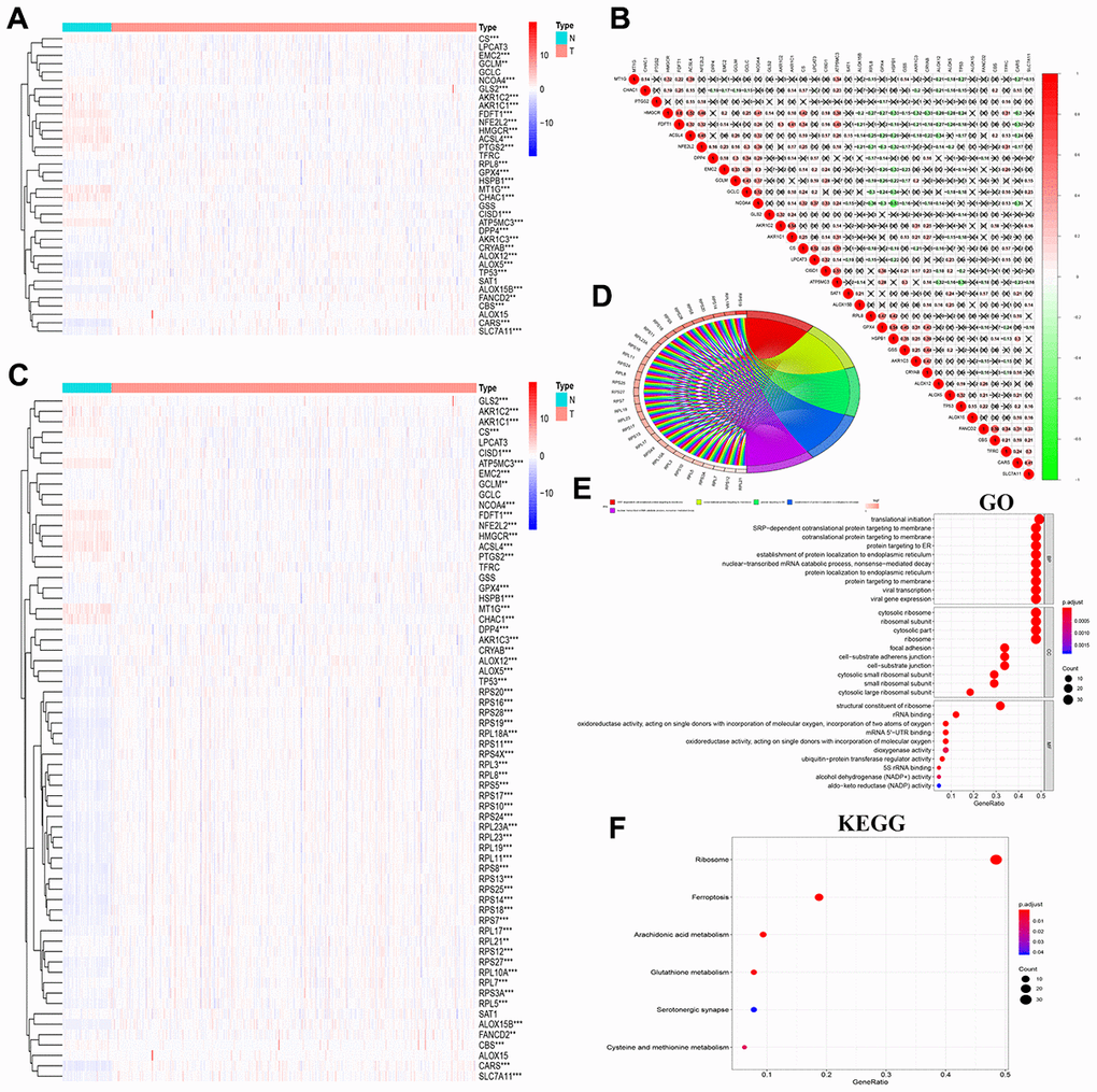 Correlation and functional pathway analysis of FRGs and FRG-related proteins in ccRCC. (A) The expression of 36 FRGs in ccRCC patient samples is shown. The upregulated FRGs are indicated in red and the downregulated FRGs are shown in blue. N represents tumor sample, T represents normal sample. (B) Co-expression analysis shows the correlation between the 36 FRGs based on their expression in ccRCC tissues. (C) The expression of 36 FRGs and 30 FRG-interacting proteins in ccRCC is shown with 72 normal kidney tissues and 539 tumor tissues. (D, E) GO terms representing biological processes for the 66 FRGs and FRG-interacting genes. (F) KEGG pathway analysis shows the main signaling pathways represented by the 66 FRGs and FRG-interacting genes. Note: *P 