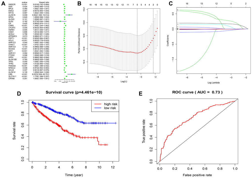 Construction of FRG-based survival model for prognostic prediction in ccRCC. (A) Univariate Cox regression analysis results show the hazard ratios (HR) with 95% confidence intervals (CI) and p values for the 36 FRGs. (B, C) Risk score model construction for FRGs using Lasso regression analysis. (B) Partial likelihood deviance was plotted against log (lambda). The vertical dotted lines indicate the lambda value with minimum error. The largest lambda value is where the deviation is within one standard error (SE) of the minimum. (C) The Lasso coefficient profiles of FRGs in ccRCC. (D) Kaplan–Meier survival curves show overall survival of high- and low-risk ccRCC patients that are grouped according to the risk scores calculated by the new survival model based on the expression of 5 FRGs. (E) ROC curve analysis shows the prognostic prediction efficiency of the new survival model. As shown, the AUC value for the new survival model is 0.73.