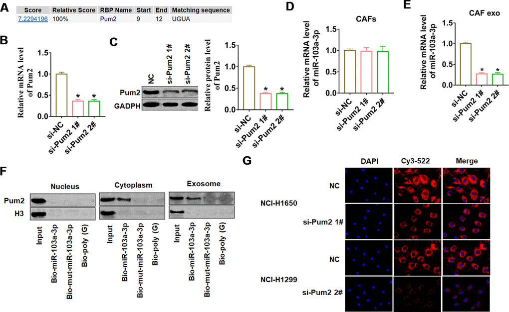 Pum2 mediated miR-103a-3p packaging into CAF exosomes. (A) RBPDB analysis of the specific interaction between miR-103a-3p and RBP motifs (threshold 0.8). Two siRNAs of Pum2 were transfected into CAFs, and the silencing efficiency was calculated by (B) western blot and (C) qRT-PCR assay. qRT-PCR assay was used to test the expression of miR-103a-3p in (D) CAFs and (E) exosomes from CAFs. (F) Western blot analysis of Pum2 expression in samples derived by miRNA pulldowns performed with nuclear, cytoplasmic, or exosomal CAFs lysates, biotinylated poly(G) was used as a negative control. (G) H1650 and NCI-H1299 cells were co-cultured with CAFs transfected with Cy3-miR-103a-3p and siRNA of Pum2 for 48 h. Fluorescence microscopy was used to detect red fluorescent signals. *p