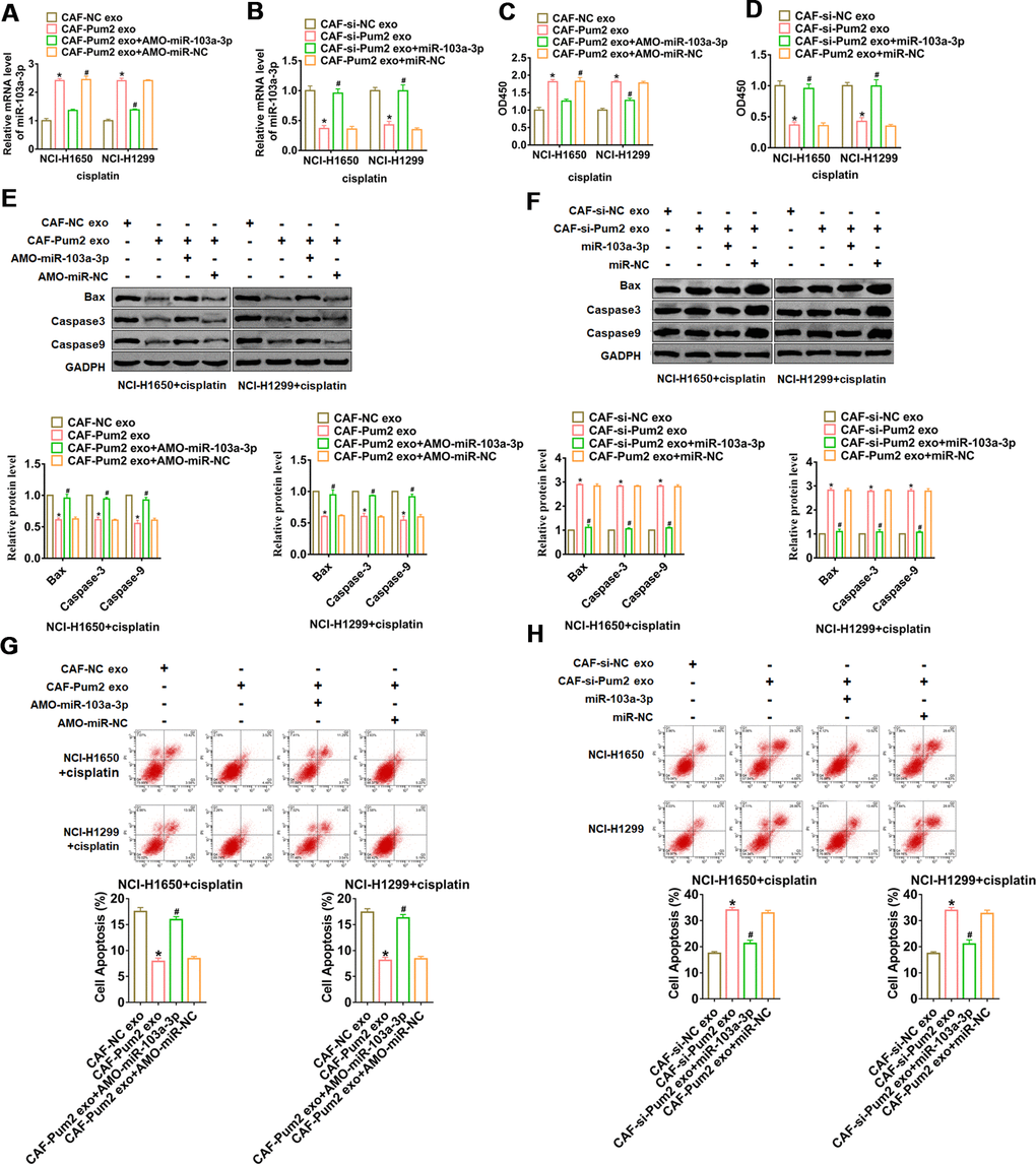 Pum2 promoted exosomal miR-103a-3p secretion and cisplatin resistance in NSCLC cells. (A) qRT-PCR analyzed the expression of miR-103a-3p NCI-H1650 and NCI-H1299 cells incubated with CAFs transfected Pum2 plasmid with or without AMO-miR-103a-3p. (B) qRT-PCR analyzed the expression of miR-103a-3p NCI-H1650 and NCI-H1299 cells incubated with CAFs transfected si-Pum2 with or without miR-103a-3p. (C, D) CCK8 was used to test viability of NCI-H1650 and NCI-H1299 cells. (E, F) The expressions of apoptosis related protein Bax, Caspase3 and Caspase9 were analyzed by western bolt. (G, H) The number of apoptotic cells was calculated by flow cytometry. *p# p