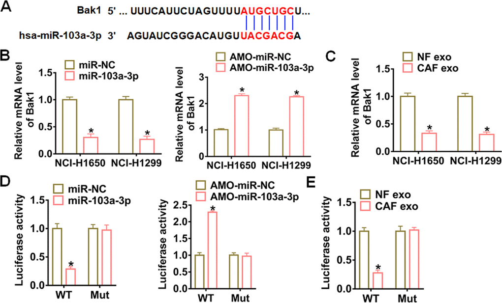 Bak1 was a direct target of exosomal miR-103a-3p in NSCLC cells. (A) Predicted miR-103a-3p target sequences in the 3′ UTRs of Bak1 genes. (B) Bak1 mRNA expression in NCI-H1650 and NCI-H1299 transfected with miR-103a-3p or AMO- miR-103a-3p at 48 h after transfection. (C) Bak1 mRNA levels in NCI-H1650 and NCI-H1299 cells at 48 h after incubation with CAF exosomes. (D) WT and mutant Bak1 luciferase plasmids were transfected into HEK293 cells with miR-103a-3p or AMO- miR-103a-3p. The luciferase activity was measured by dual-luciferase reporter assay system. (E) The effects of CAF exosomes on Bak1 reporter luciferase activity in HEK293 cells. *p