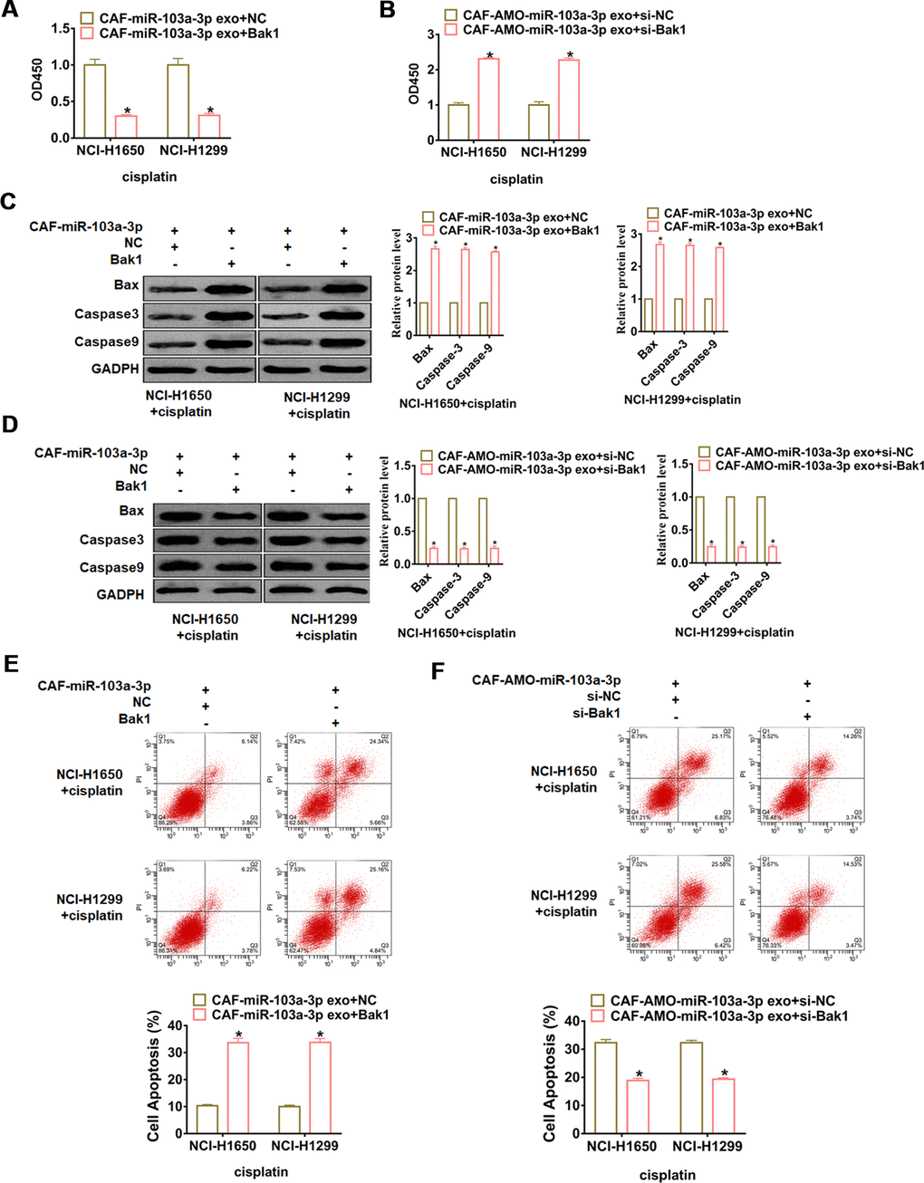 miR-103a-3p promotes cisplatin resistance in NSCLC cells by inhibiting Bak1. NCI-H1650 and NCI-H1299 cells were transfected with Bak1 or si- Bak1 and incubated with exosomes from CAFs transfected with miR-103a-3p or AMO-103a-3p, respectively. (A, B) CCK8 was used to test viability of NCI-H1650 and NCI-H1299 cells. (C, D) The expressions of apoptosis related protein Bax, Caspase3 and Caspase9 were analyzed by western bolt. (E, F) The number of apoptotic cells was calculated by flow cytometry. *p
