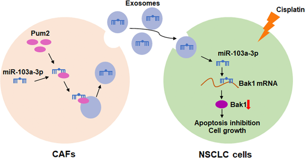 Hypothesis diagram illustrates function and mechanism of exosomal miR-103a-3p from CAFs in NSCLC progress.