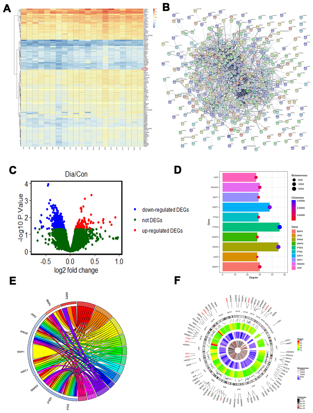 PTEN is decreased in diabetic patients. (A–C) Differentially expressed genes (DEGs) were identified between the diabetic patients and the controls. (D) The degree, betweenness, and closeness of the top 10 hub genes. (E) The degree centrality information of the top 50 genes from the DEG interaction network and their positions on chromosomes. (F) The results of enrichment analysis of hub genes.