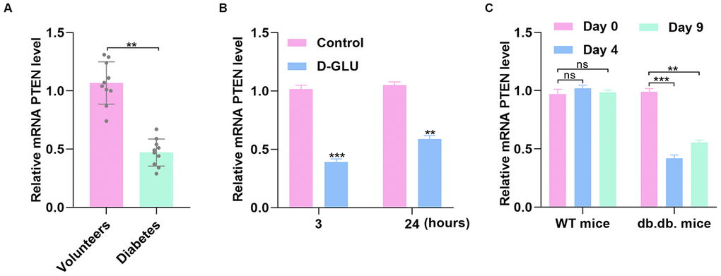PTEN expression fluctuates with simulation by glucose. (A) The PTEN level was lower in DFU patients than in nondiabetic controls as measured by qRT-PCR analysis. (B) PTEN level was determined via qRT-PCR in HUVECs treated with D-glucose. (C) PTEN expression was significantly decreased 3 and 7 days after wounding in diabetic mice compared with nondiabetic mice. Data are the mean ± SD of three independent experiments. *P 