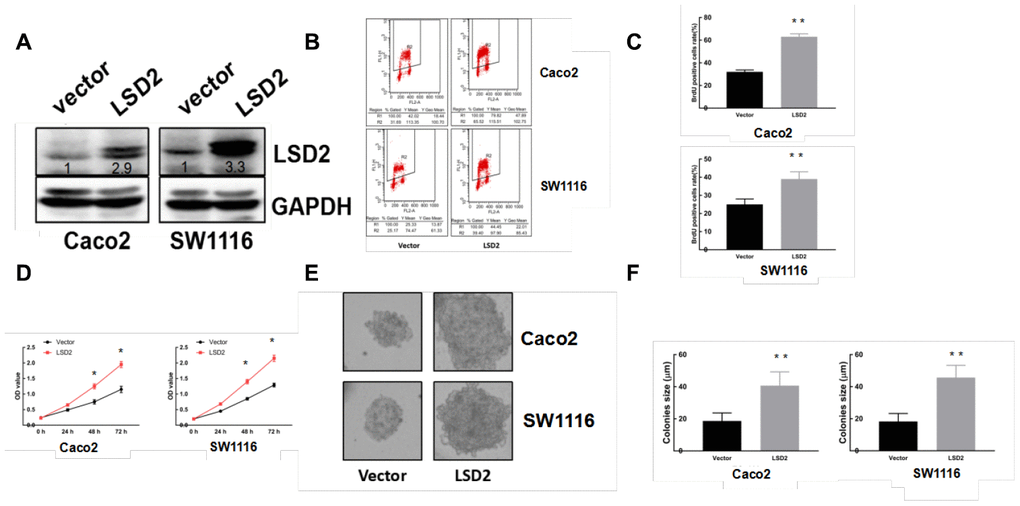 LSD2 over-expression promotes CRC cell proliferation. (A) Western blot detection of LSD2 and GAPDH (loading control) protein expression in Caco2 and SW1116 cells with control or LSD2. (B, C) BrdU/PI assay to detect and quantify DNA synthesis in Caco2 and SW1116 cells with control or LSD2. **p D) Cell Counting Kit-8 (CCK8) assay to measure the viability of Caco2 and SW1116 cells with control or LSD2. (E, F) Colony formation assays and quantification in approximately 500 Caco2 and SW1116 cells with control or LSD2. Data were expressed as means ± SEM, **p 