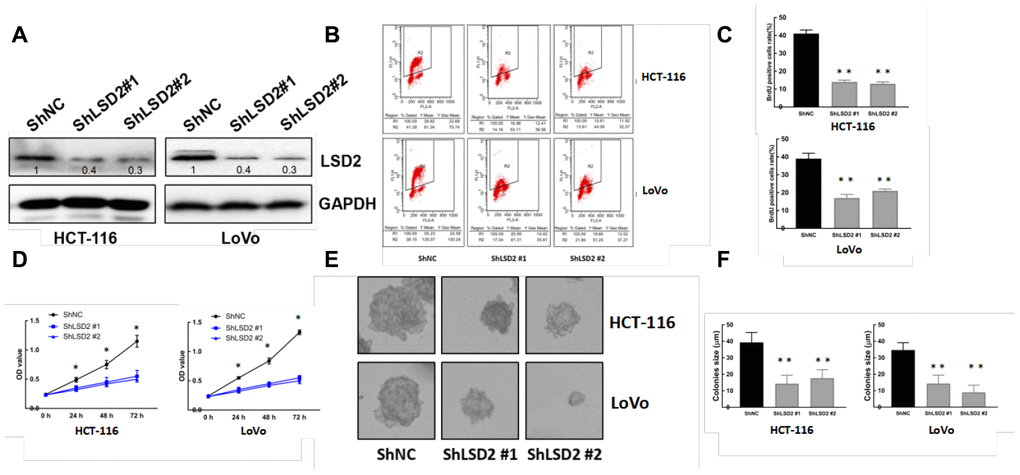 LSD2 down-regulation inhibits CRC cell proliferation. (A) Western blot showing protein expression of LSD2 and GAPDH (loading control) in HCT-116 and LoVo cells with control or sh-LSD2. (B, C) BrdU/PI assay to detect and quantification of DNA synthesis in HCT-116 and LoVo cells with control or sh-LSD2. **p D) Cell Counting Kit-8 (CCK8) assay to detect the viability of HCT-116 and LoVo cells with control or sh-LSD2. (E, F) Colony formation assays and quantification in approximately 500 HCT-116 and LoVo cells with control or sh-LSD2. Data were expressed as means ± SEM, **p 