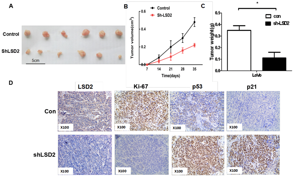 LSD2 promoted CRC cells proliferation in vivo. (A) Effects of LSD2 down-expression on tumor growth in a xenograft mouse model. Empty vector or sh-LSD2 was transfected into LoVo cells, which were injected in the nude mice (n = 6), and the tumors were obtained at day 35 and was determined by measuring their tumor volume (B) and tumor weight (C). Data were expressed as means ± SEM. (D) The tumor sections were under IHC staining using antibodies against LSD2, p53, p21,ki-67, *P 