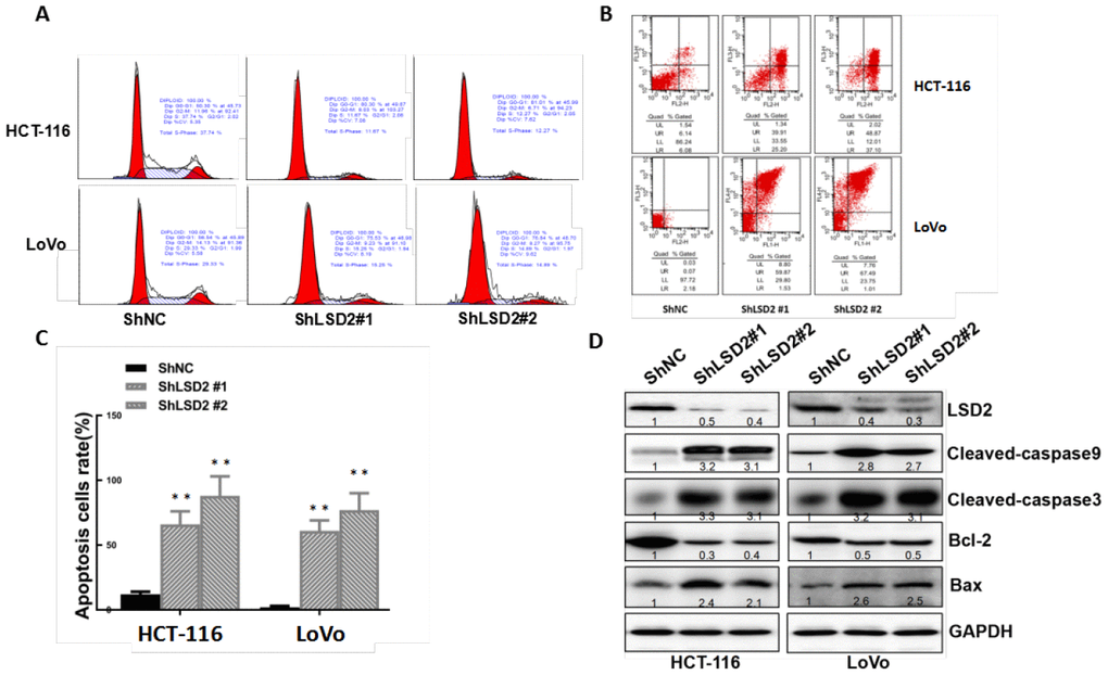 LSD2 promotes proliferation by inducing G1-S arrest and reducing apoptosis in colorectal cancer (CRC) cells. (A) HCT-116 and LoVo cells stably expressing vector or sh-LSD2#1 or sh- LSD2#2. The percentage of cells in G0/G1, S. or G2/M phases was tested using a subG1 assay and flow cytometry. (B) Apoptotic rates of HCT-116 and LoVo cells stably expressing vector or sh-LSD2#1 or sh-LSD2#2 measured by flow cytometry in annexin V/PI assays. LR, early apoptotic cells; UR, terminal apoptotic cells. Values represent the means ± SD. (C) Quantitative analysis of DNA apoptosis. Data were expressed as means ± SEM. **p D) Bcl-2, BAX, CL-caspase 3, and CL-caspase 9 protein expression measured by Western blot with GAPDH protein as the loading control.
