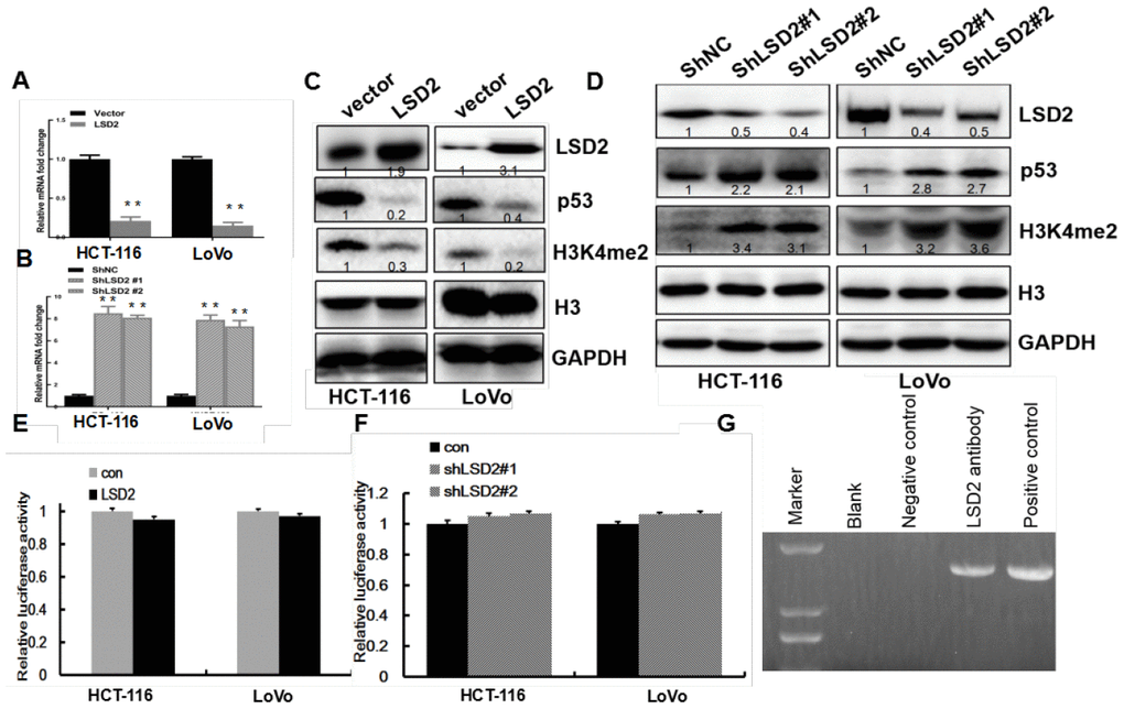 LSD2 inhibits p53 expression via demethylation of H3K4me2 through binding to the p53 promoter. (A, B) Real-time PCR assays to detect p53 mRNA expression for vector, LSD2, ShNC, and Sh-LSD2 in HCT-116 and LoVo cells. (C, D) p53 and H3K4me2 protein expression measured by Western blot for vector, LSD2, and ShNC in HCT-116 and LoVo cells. (E, F) P53 promoter activity in vector, LSD2, ShNC and Sh-LSD2 in HCT-116 and LoVo cells measured by luciferase assay. Data were expressed as means ± SEM. (G) ChIP assay in LoVo cells showing the interaction between LSD2 and H3K4me2 at the p53 promoter. **p 