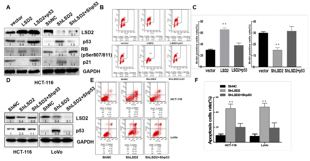 LSD2 regulates colorectal cancer (CRC) cell proliferation and apoptosis through p53. ShRNA mediates p53 knockdown in HCT-116 LSD2-downregulated cell lines, while p53 over-expression in HCT-116 LSD2-upregulated cell lines was observed. (A) Protein expression of p53, p21, pRb and LSD2 measured by Western blot among the CRC cell lines mentioned above. (B) BrdU/PI assays were performed to measure DNA synthesis in the indicated CRC cell lines. (C) Quantitative analysis of DNA synthesis. (D) Western blot showing p53 and LSD2 protein expression in the p53 LSD2 double-downregulated HCT-116 and LoVo cell lines. (E) Flow cytometry detection of the apoptotic rates of the indicated CRC cell lines. (F) Quantitative analysis of DNA apoptosis. Data were expressed as means ± SEM. **p 