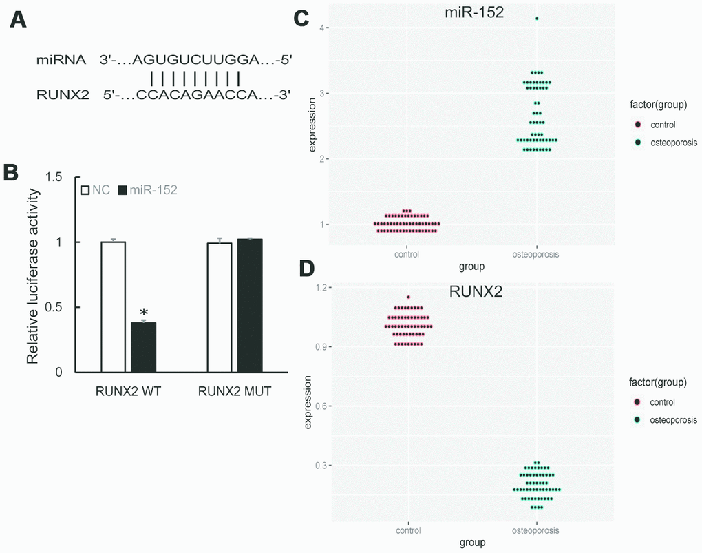 (A) Predicted binding sites of miR-152 and RUNX2. (B) Dual-luciferase reporter assay showed RUNX2 was a target of miR-152. (C, D) The up-regulation of miR-152 and down-regulation of RUNX2 were validated by qRT-PCR in 57 pairs of OP and control samples.