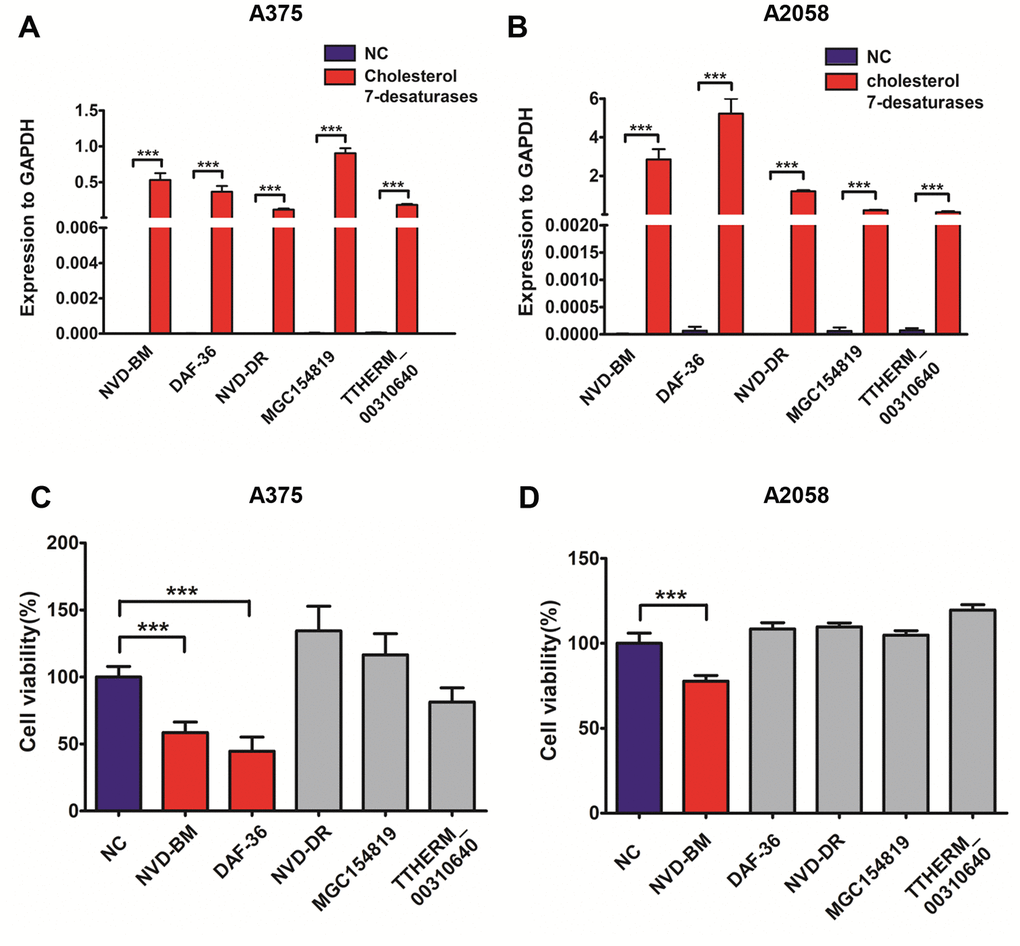 Heterogeneous cholesterol 7-desaturases inhibits melanoma cell growth. (A, B) Quantification of GAPDH, NVD-BM, DAF-36, NVD-DR, MGC154819 and TTHERM