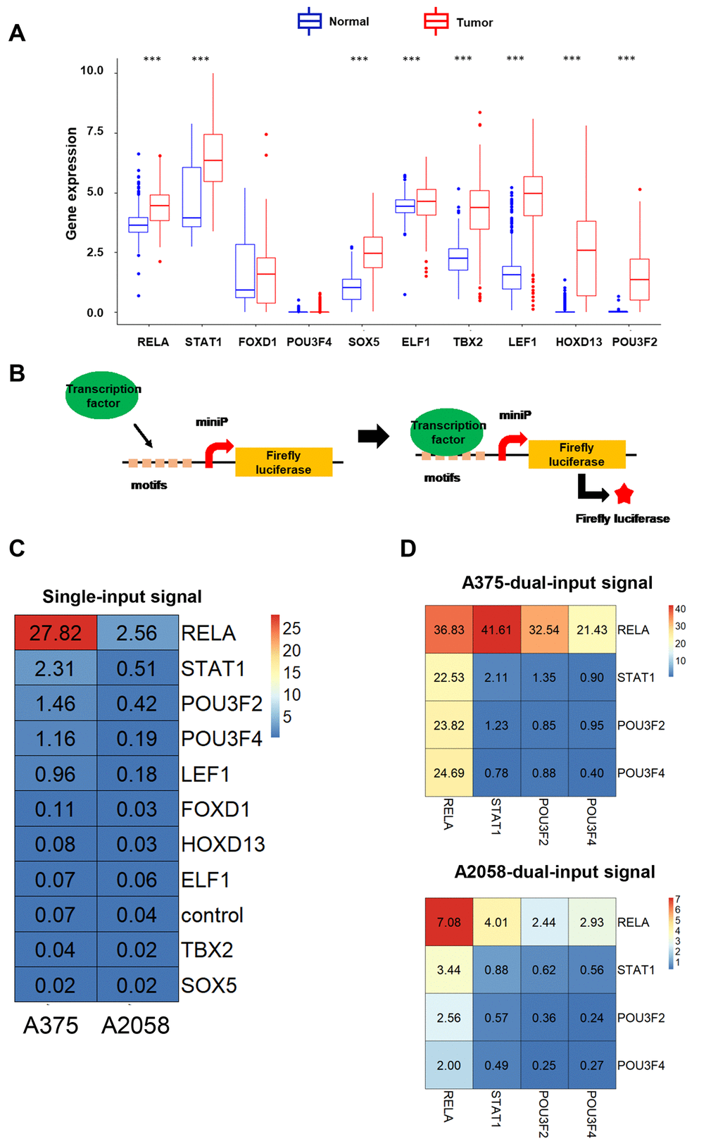 The development of dual-input biosensors. (A) Up-regulated transcription factors in melanoma tissues compared with normal skin tissues, were filtered from the TCGA database. (B) A schematic diagram of transcription factors as input signals, activating biosensors using the luciferase assay. (C) Heatmap of luciferase expression levels using a single-input promoter in A375 and A2058 cells. (D) Heatmap of luciferase expression levels using dual-input promoters in A375 and A2058 cells. (***p 