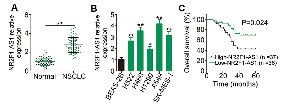 NR2F1-AS1 is highly expressed in NSCLC and is linked with poor NSCLC clinical outcomes. (A) Relative NR2F1-AS1 expression in 73 pairs of NSCLC tissues and matched adjacent normal tissues was evaluated by RT–qPCR. (B) RT–qPCR analysis was employed to assess the expression patterns of NR2F1-AS1 in five NSCLC cell lines and in the normal nontumorigenic bronchial epithelium cell line BEAS-2B. (C) Kaplan–Meier survival curves correlated with the expression level of NR2F1-AS1. High NR2F-AS1 expression relates to shorter overall survival rate NSCLC patients (P = 0.024). *P 